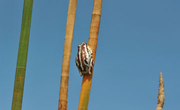Marbled reed frog [Hyperolius marmoratus]