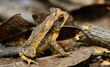 Gulf coast toad [Incilius valliceps]