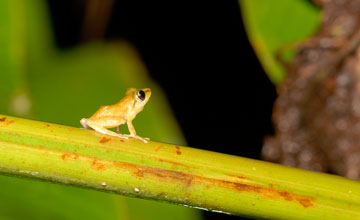 Sipurio snouted treefrog [Scinax elaeochroa]