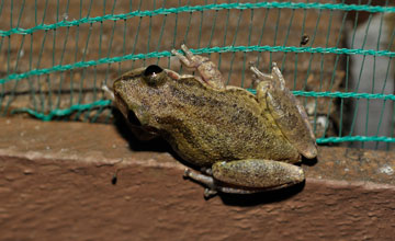 Brown-bordered snouted tree frog [Scinax fuscomarginatus]