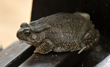Eastern olive toad [Sclerophrys garmani]