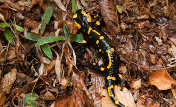 Fire salamander [Salamandra salamandra]