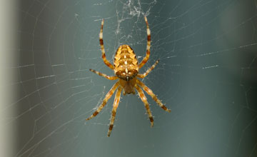 European garden spider [Araneus diadematus]