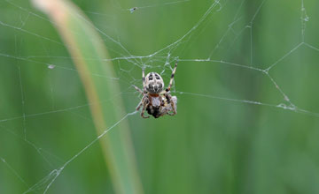 Furrow spider [Larinioides cornutus]