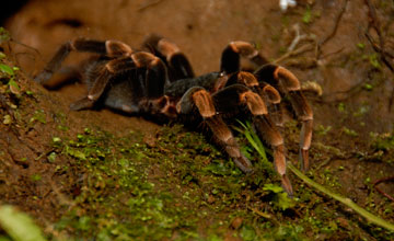 Costa rican redleg tarantula [Megaphobema mesomelas]