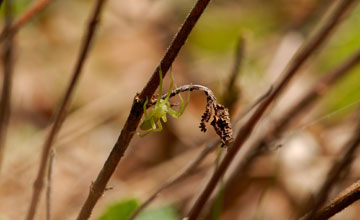 Green huntsman spider [Micrommata virescens]