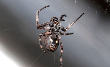 Walnut orb-weaver spider [Nuctenea umbratica]