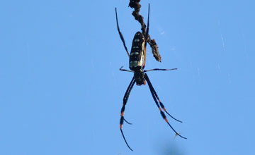 Banded-legged golden orb-web spider [Trichonephila senegalensis annulata]