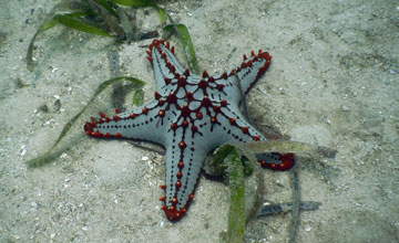 Red-knobbed starfish [Protoreaster linckii]