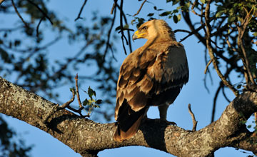 Tawny eagle [Aquila rapax rapax]