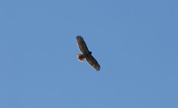 Eastern red-tailed hawk [Buteo jamaicensis borealis]