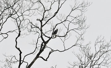 Grey-lined hawk [Buteo nitidus nitidus]