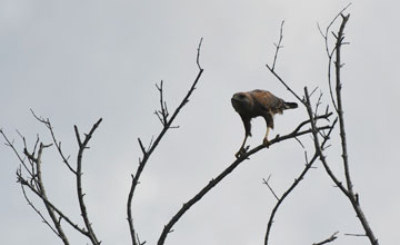 Savanna hawk [Buteogallus meridionalis]