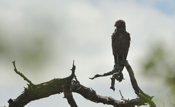 Brown snake eagle [Circaetus cinereus]