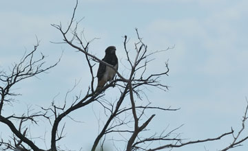 Black-chested snake eagle [Circaetus pectoralis]