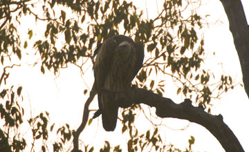 White-rumped vulture [Gyps bengalensis]