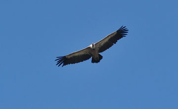 Griffon vulture [Gyps fulvus fulvus]