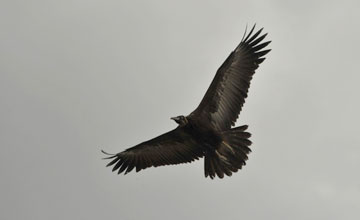 Hooded vulture [Necrosyrtes monachus]
