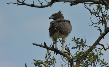 Martial eagle [Polemaetus bellicosus]
