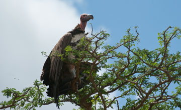 Lappet-faced vulture [Torgos tracheliotos tracheliotos]