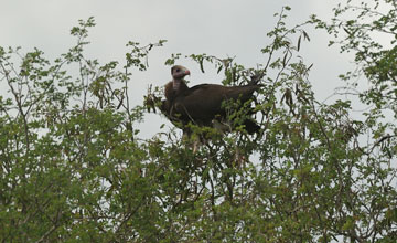 White-headed vulture [Trigonoceps occipitalis]