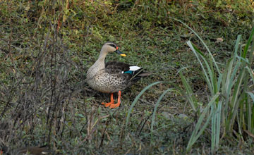 Indian spot-billed duck [Anas poecilorhyncha poecilorhyncha]