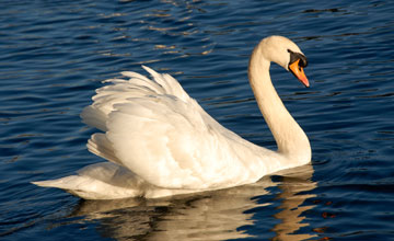 Mute swan [Cygnus olor]
