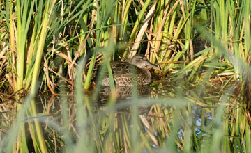 Blue-winged teal [Spatula discors]