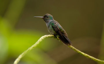 Blue-chested hummingbird [Polyerata amabilis]
