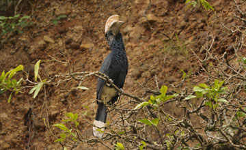Silvery-cheeked hornbill [Bycanistes brevis]