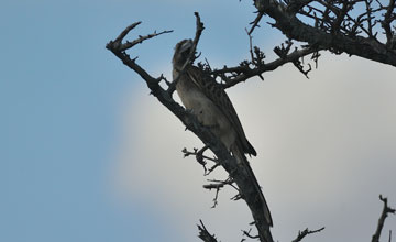 African grey hornbill [Lophoceros nasutus ephirinus]