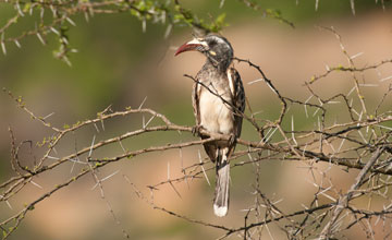 African grey hornbill [Lophoceros nasutus nasutus]