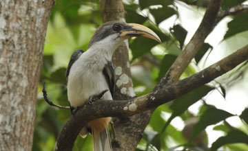 Sri lanka grey hornbill [Ocyceros gingalensis]