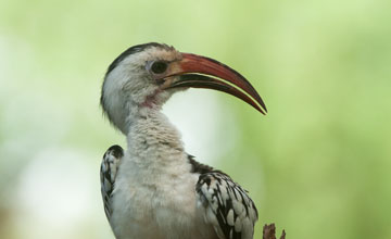 Northern red-billed hornbill [Tockus erythrorhynchus]