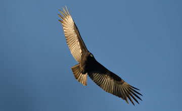 Turkey vulture [Cathartes aura septentrionalis]