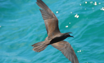 Brown noddy [Anous stolidus galapagensis]