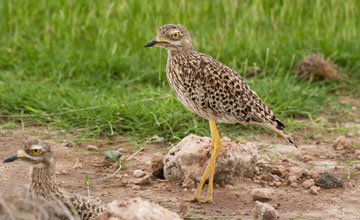Spotted thick-knee [Burhinus capensis dodsoni]