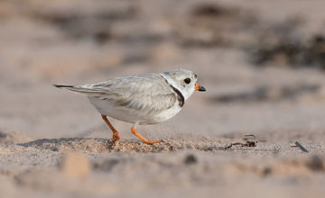 Piping plover [Charadrius melodus]