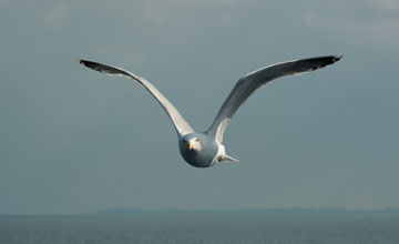 European herring gull [Larus argentatus argenteus]