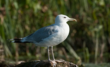 Caspian gull [Larus cachinnans]