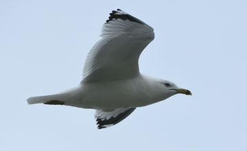 Ring-billed gull [Larus delawarensis]