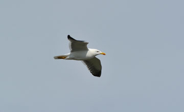 Lesser black-backed gull [Larus fuscus graellsii]