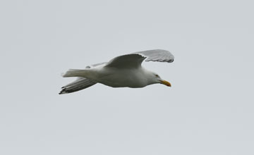 Iceland gull [Larus glaucoides kumlieni]