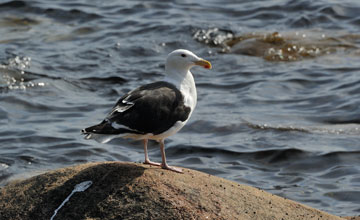 Great black-backed gull [Larus marinus]