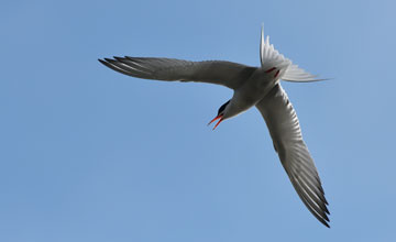 Common tern [Sterna hirundo hirundo]