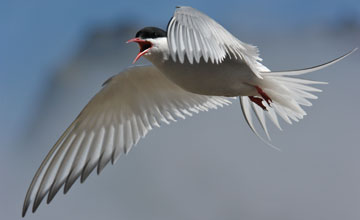 Arctic tern [Sterna paradisaea]