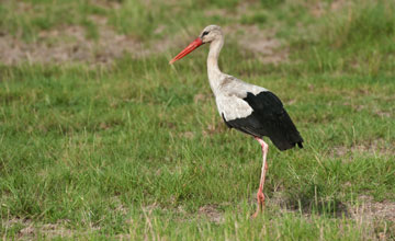 White stork [Ciconia ciconia ciconia]