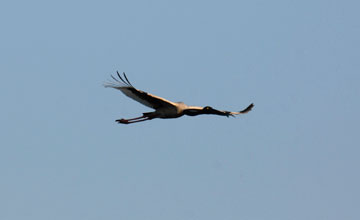 Black-necked stork [Ephippiorhynchus asiaticus asiaticus]