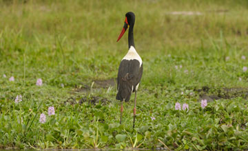 Saddle-billed stork [Ephippiorhynchus senegalensis]