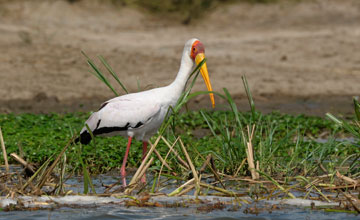 Yellow-billed stork [Mycteria ibis]